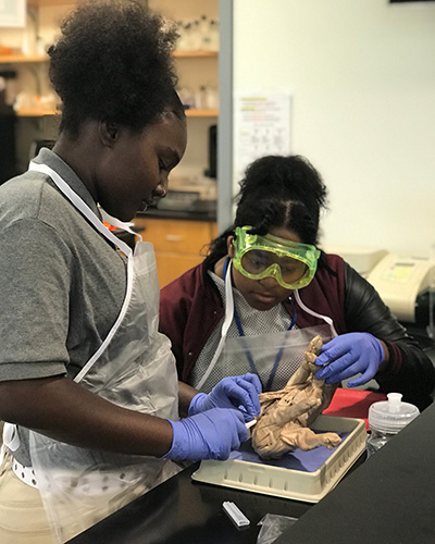 Women dissecting a pig