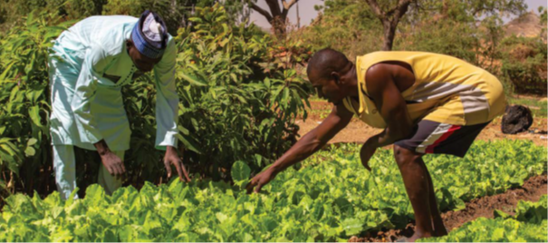 Woman and man harvesting produce